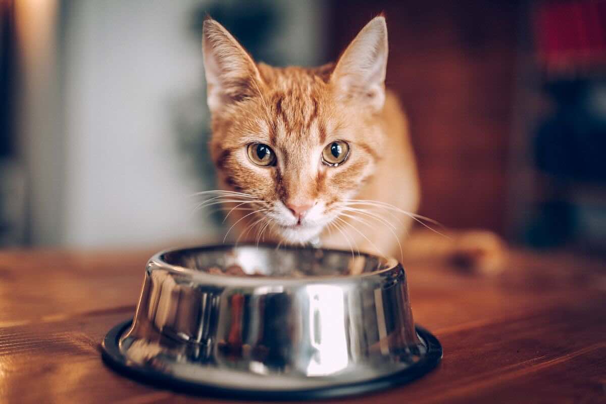 Gatto: l'importanza dell'alimentazione