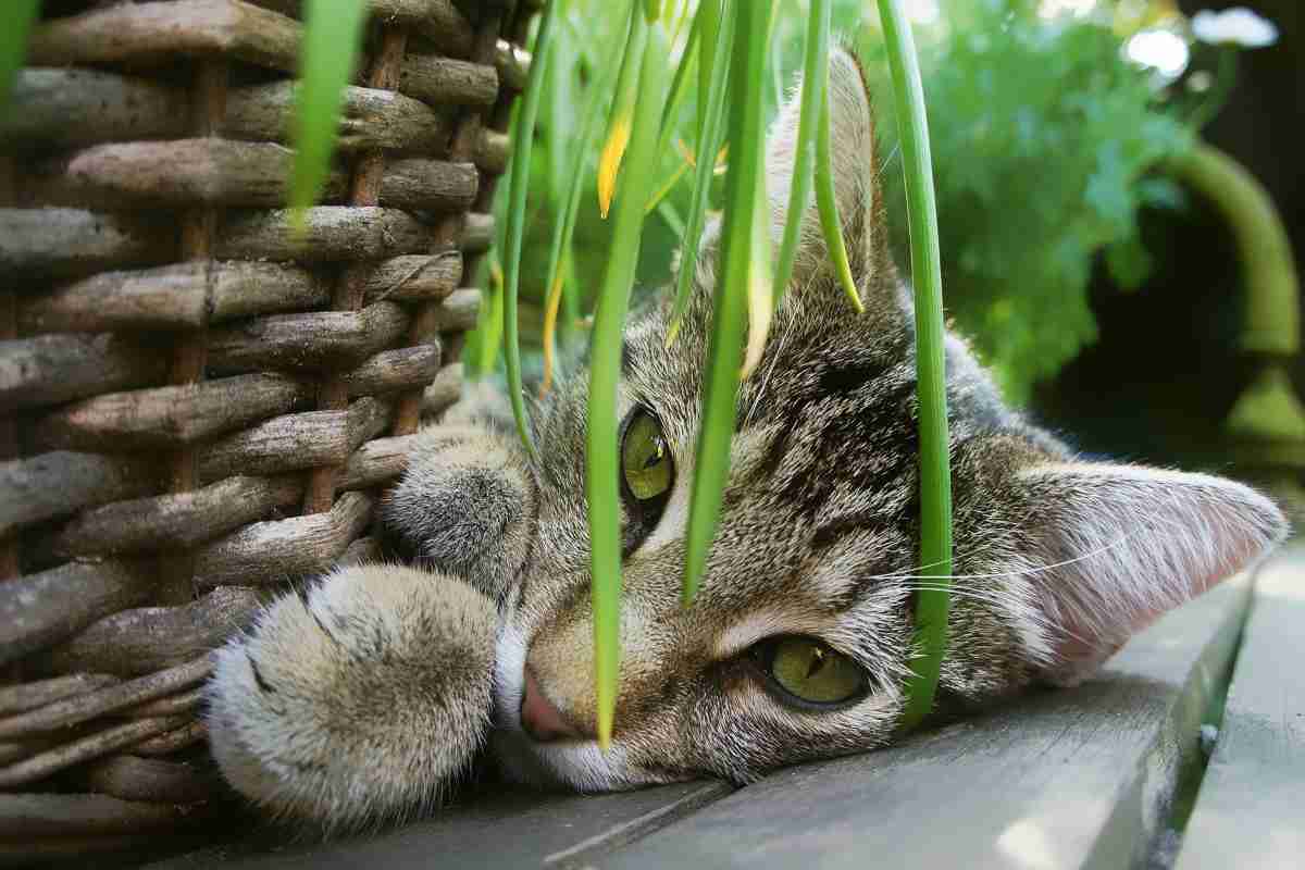 3 piante d’appartamento potrebbero essere velenose e tossiche per i gatti
