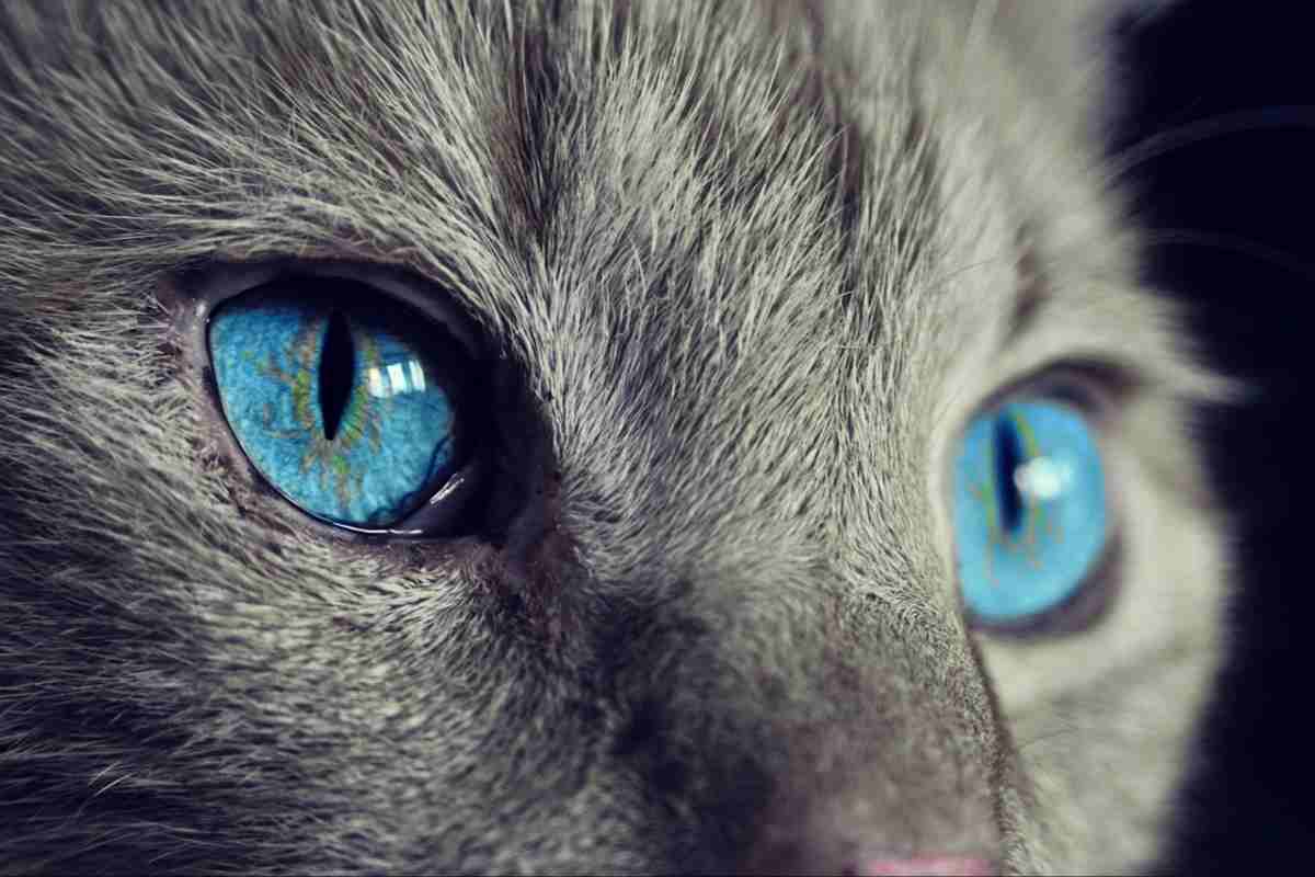 5 segnali da osservare per capire come sta il nostro gatto