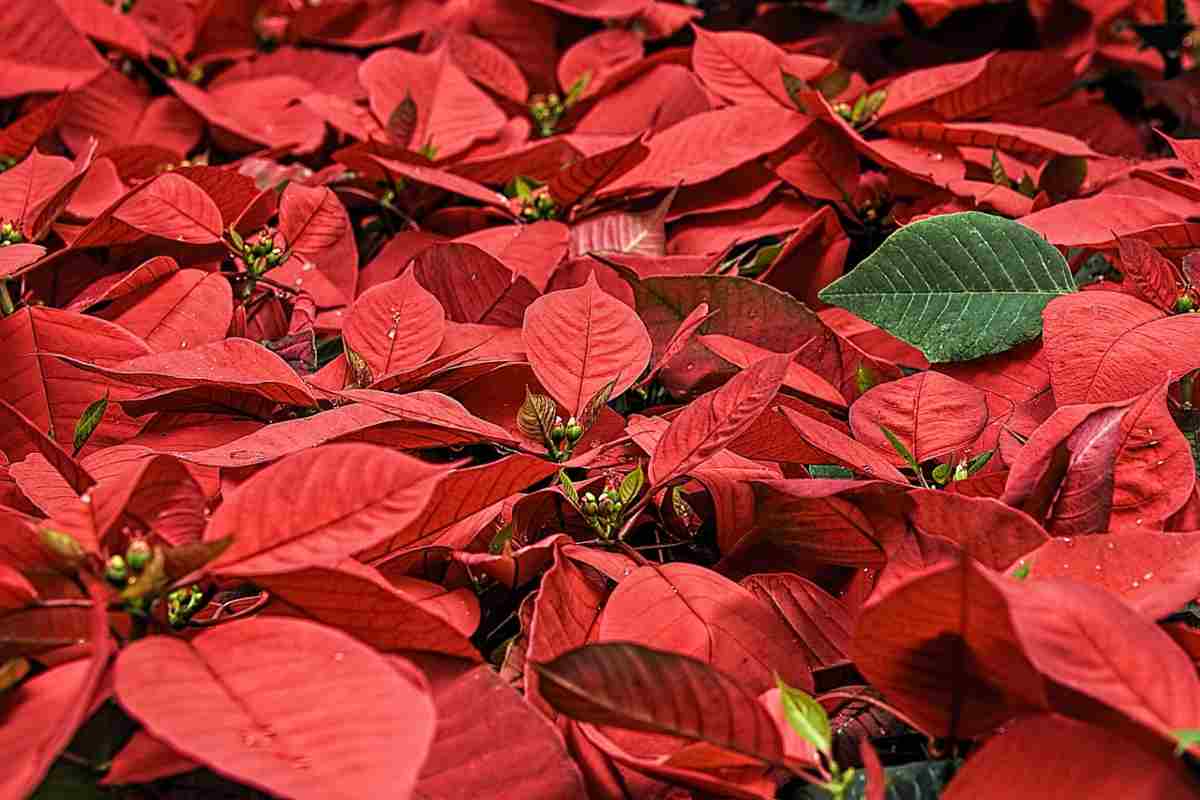 Come far durare più a lungo la Stella di Natale