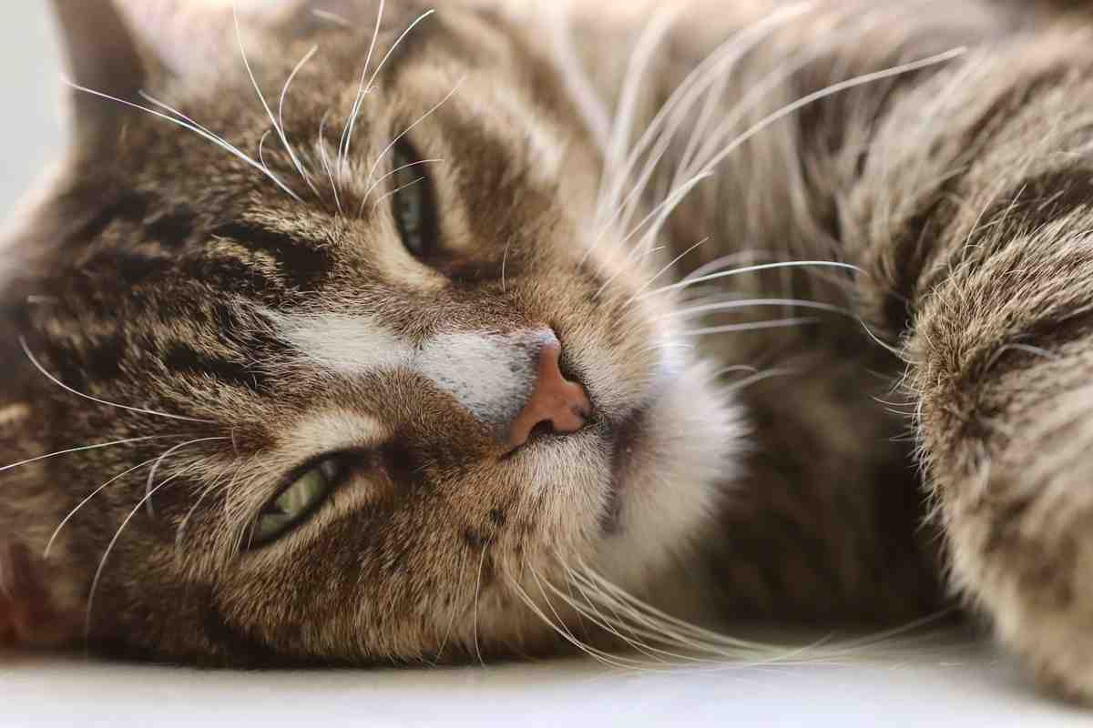 Come igienizzare e non far puzzare la lettiera del gatto