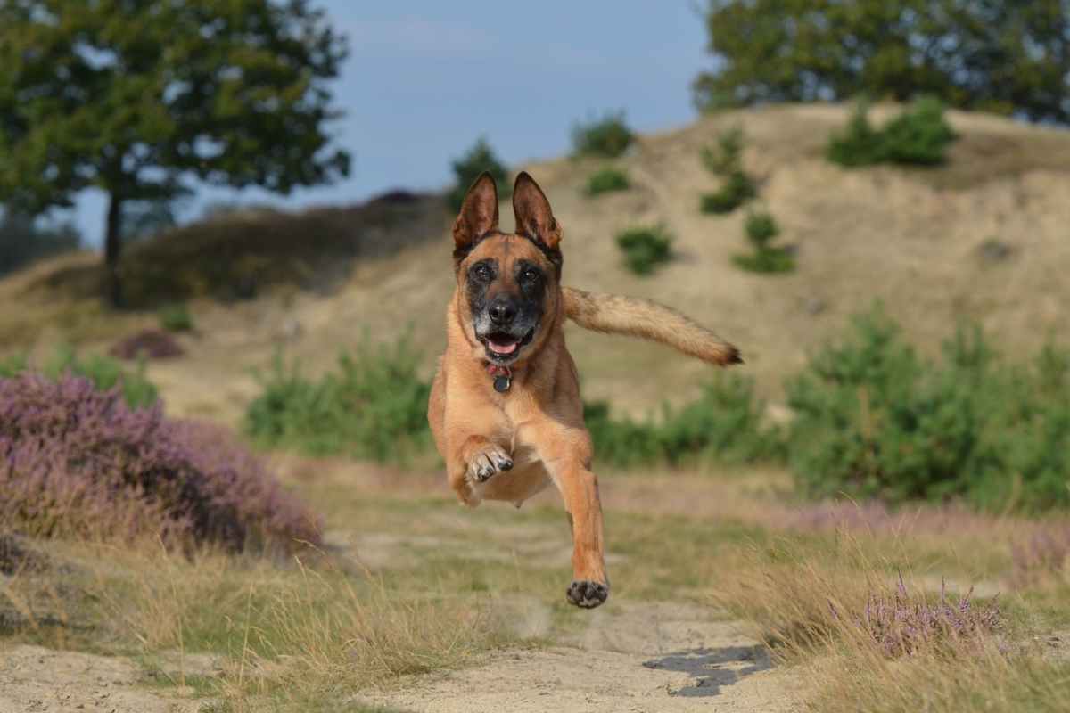 È questo il cane più intelligente del Mondo secondo gli scienziati