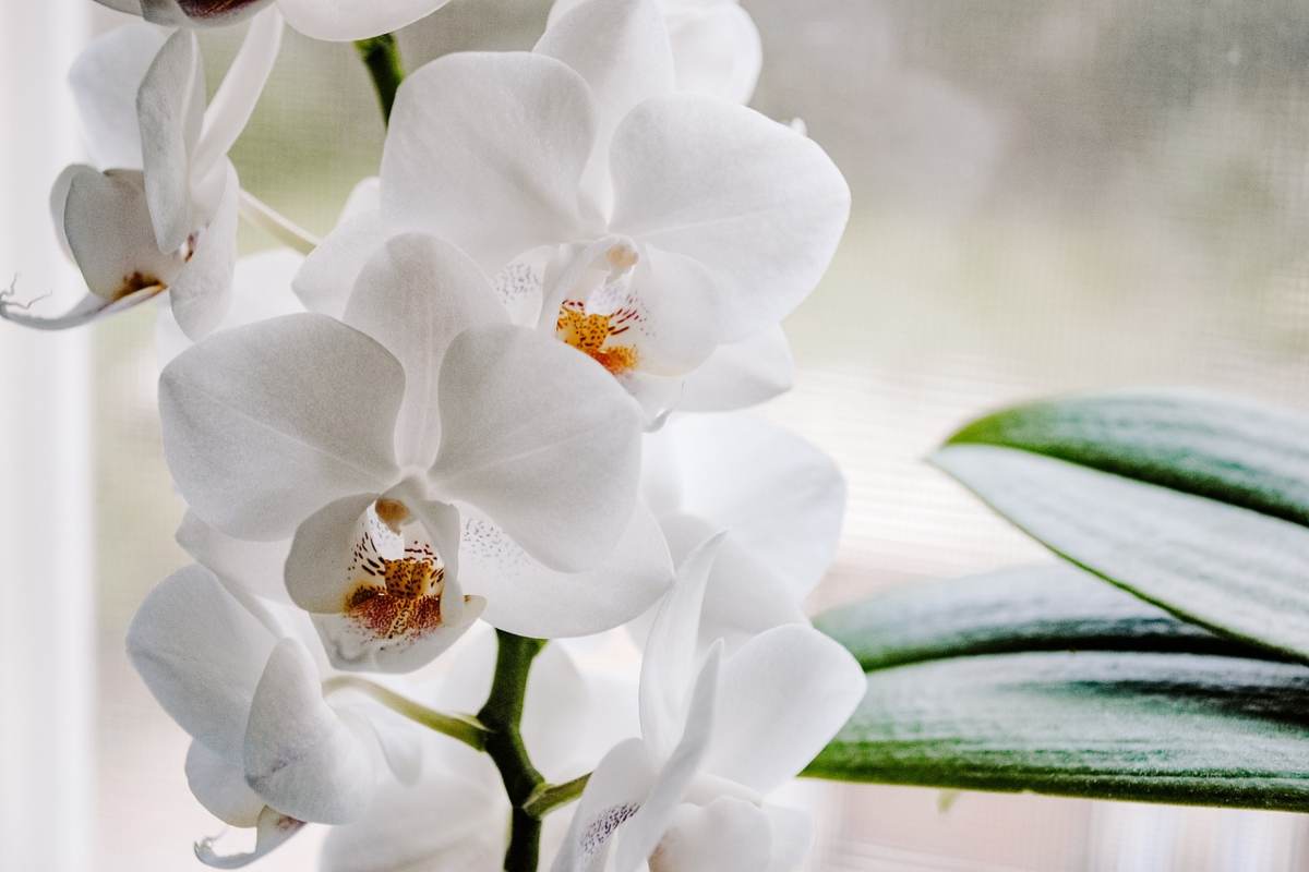 I trucchi per far fiorire le orchidee