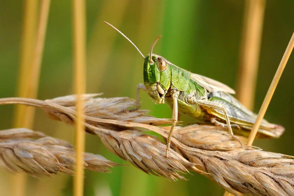 Locusta del deserto-Sulmonaoggi.it