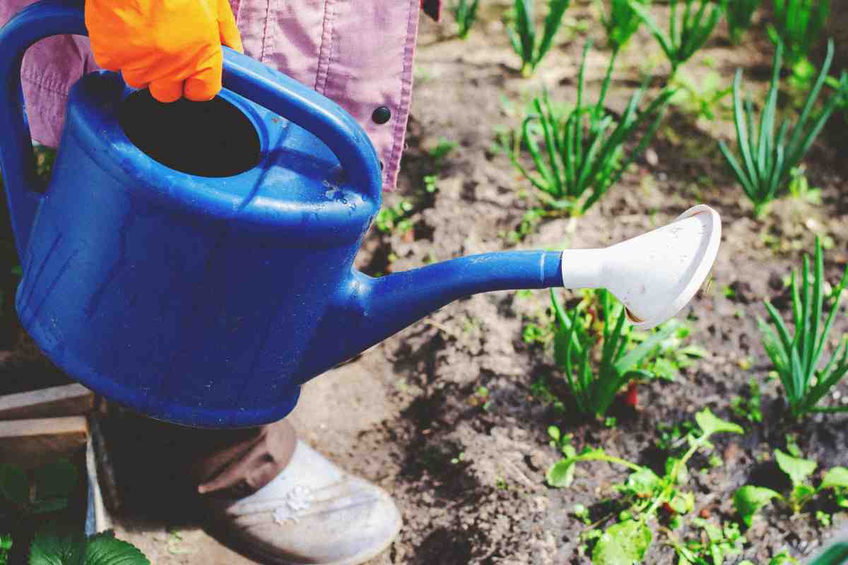 Cosa piantare nell’orto e sul balcone di casa a marzo
