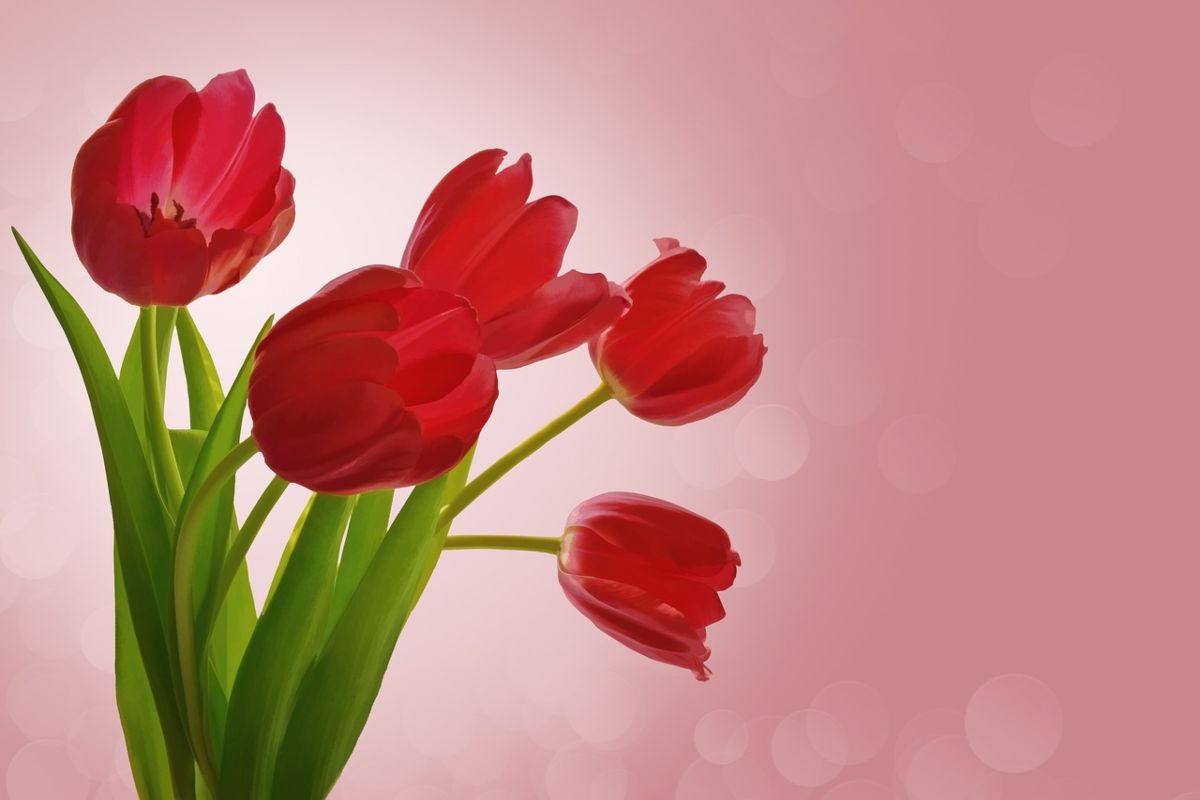 Ecco i 3 fiori più belli da regalare il giorno di San Valentino