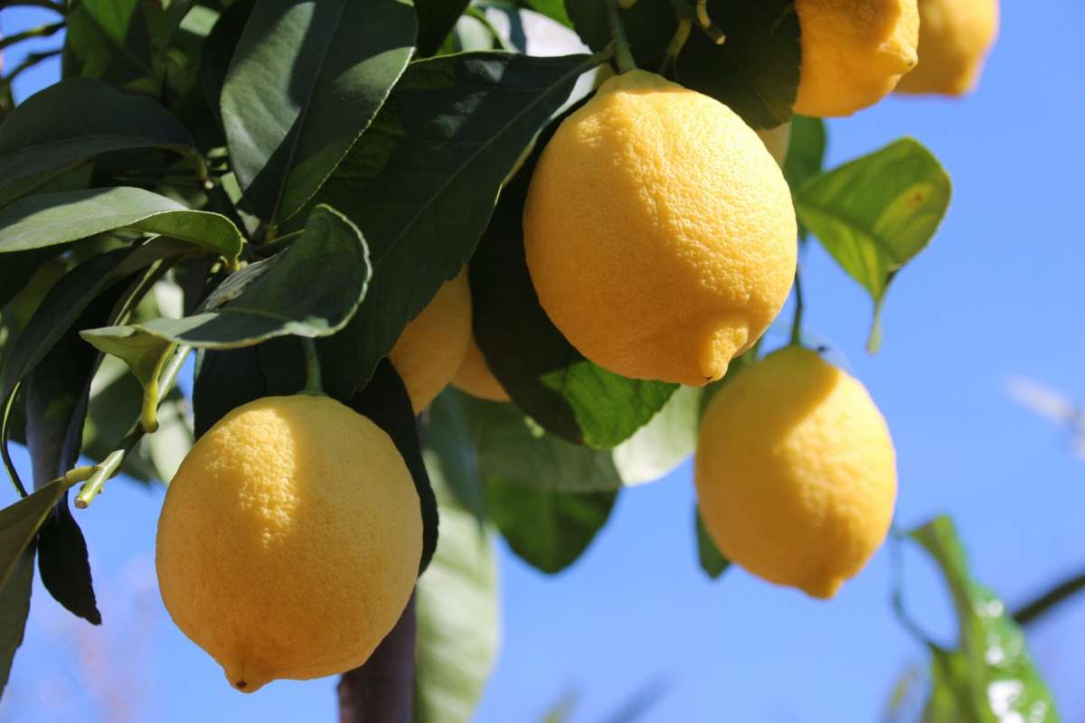 Ecco i segreti per proteggere la pianta di limone