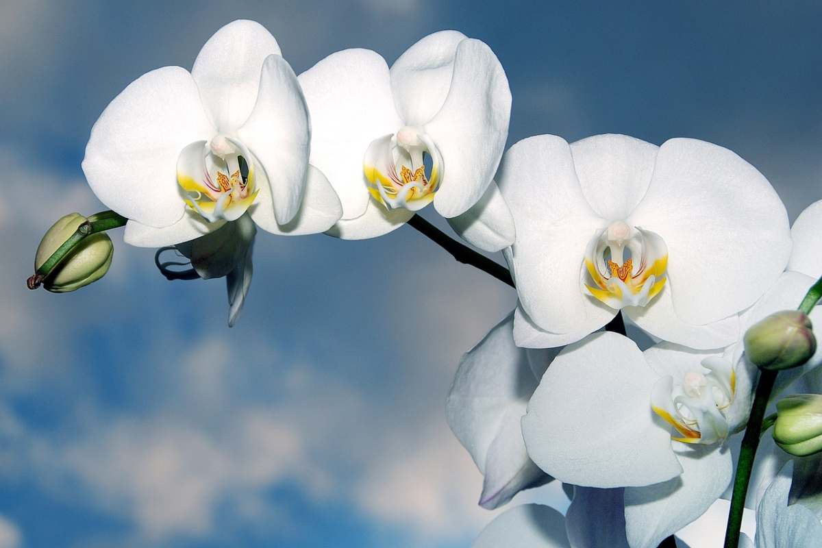 Orchidee fiorite tutto l’anno