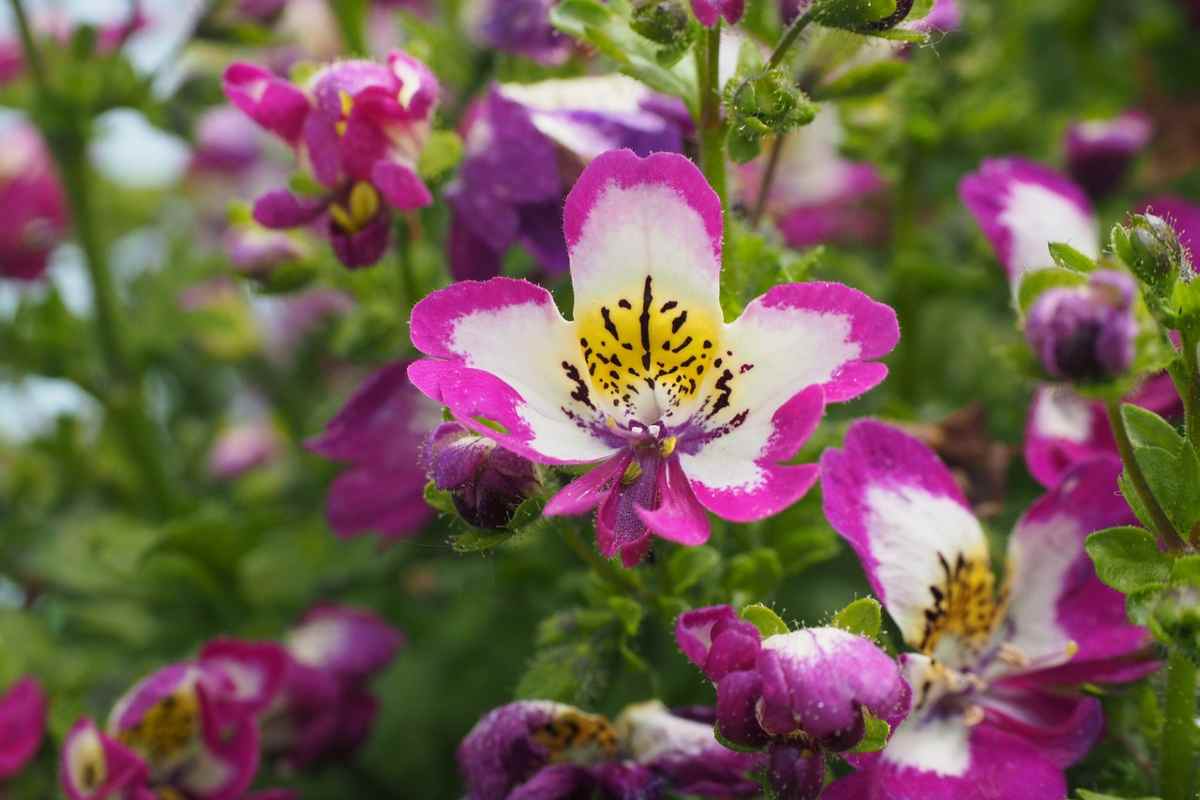 Pochi conoscono queste piante da fiore legate alle farfalle