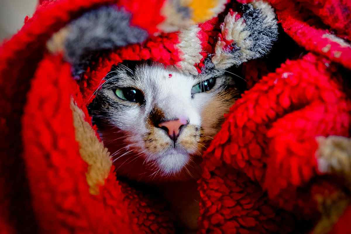 Sai che il tuo gatto può soffrire il freddo?