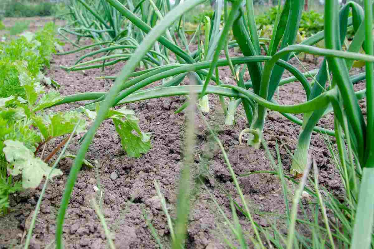 Cosa coltivare nell’orto o in serra ad aprile