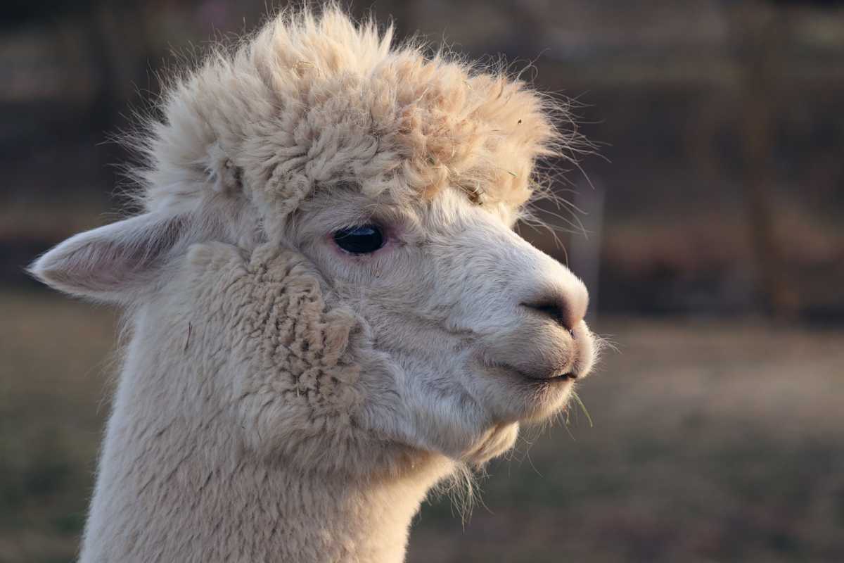 Ecco alcune curiosità sugli Alpaca