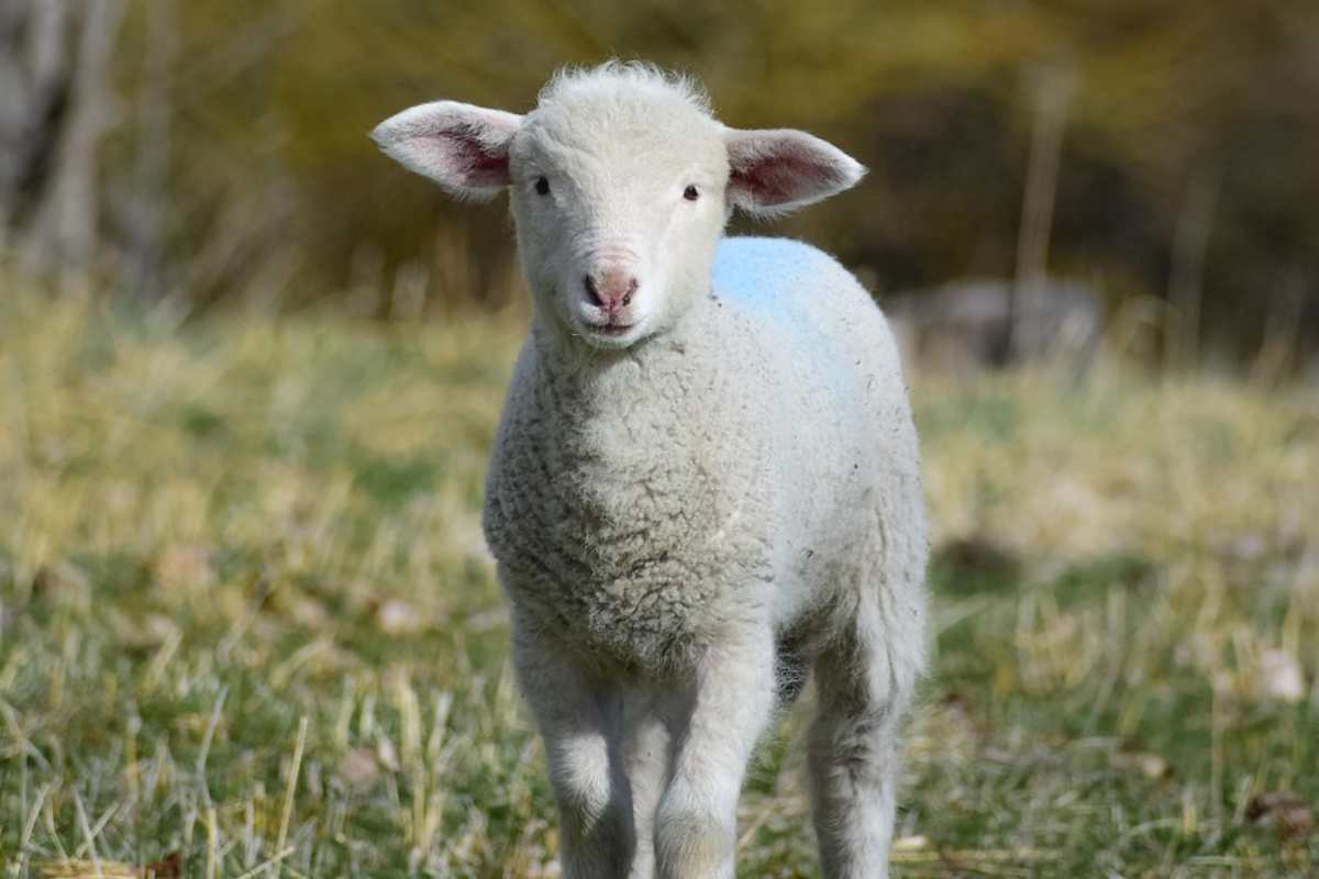 Sai perché a Pasqua si deve mangiare l’agnello?