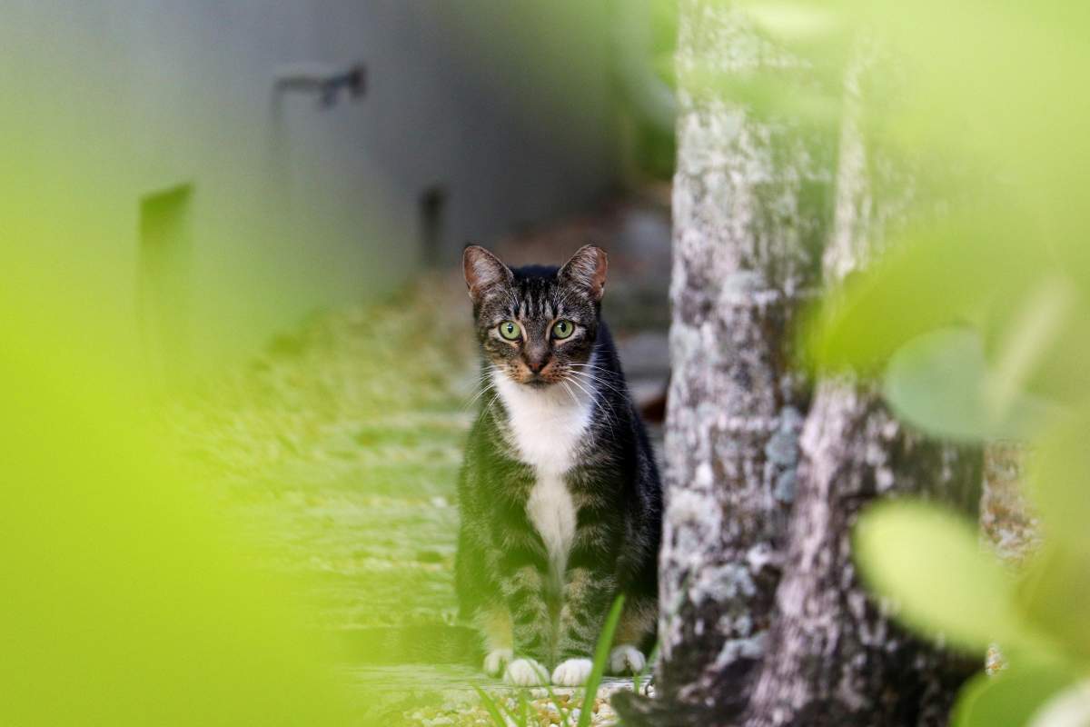 Come allontanare i gatti randagi che rovinano il giardino