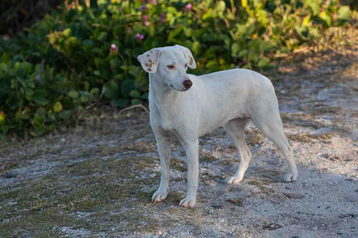 Cosa fare se trovo un cane abbandonato