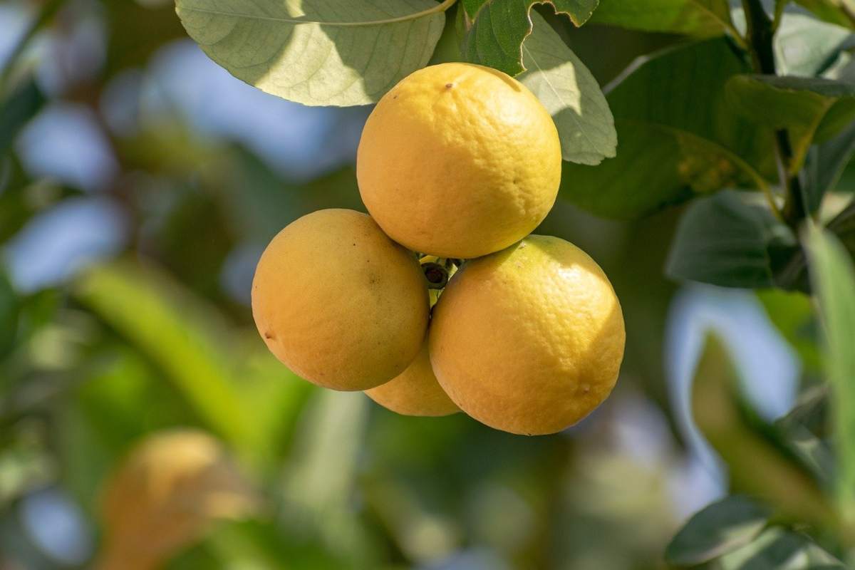 Ecco il nemico giurato delle nostre piante di limone