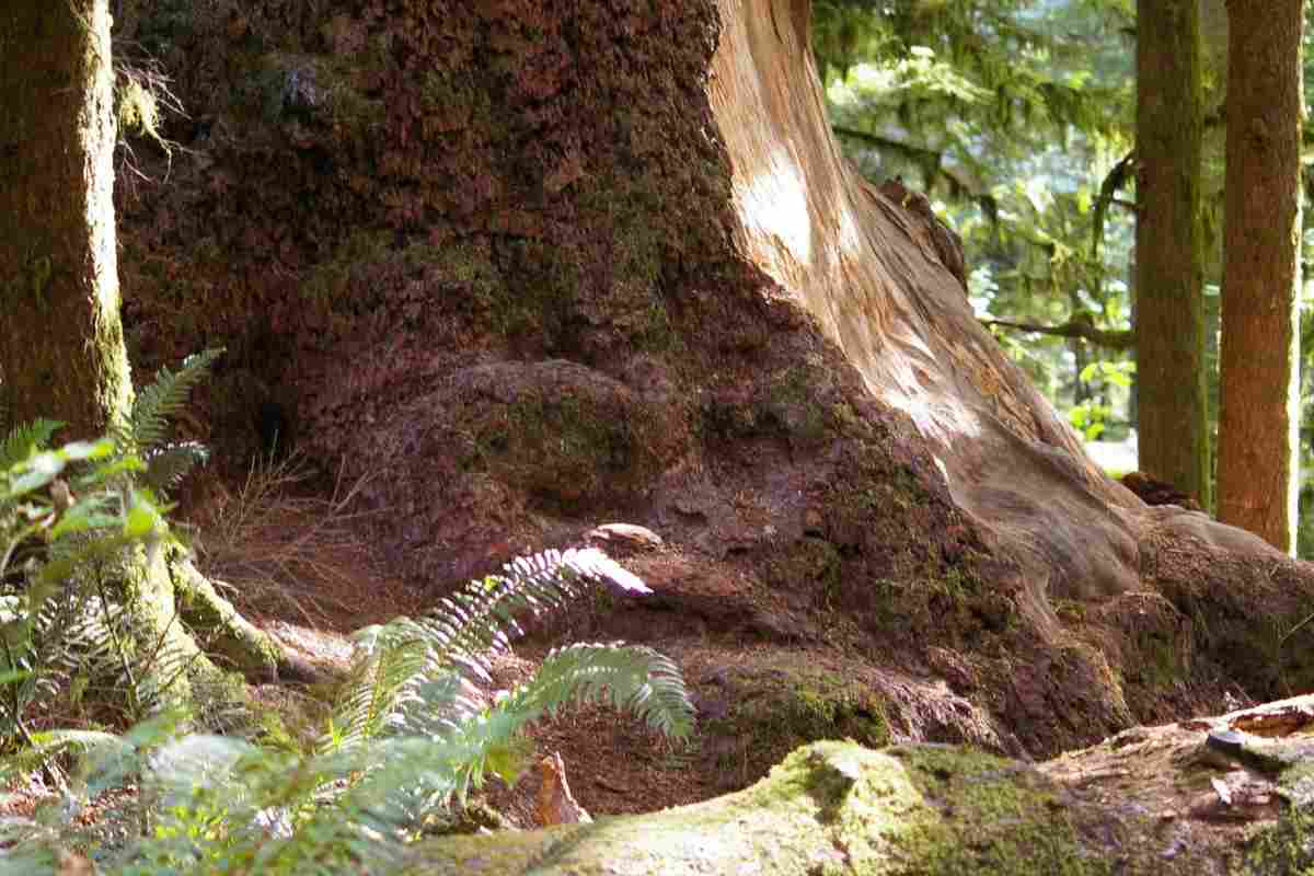 L’albero più vecchio d’Italia