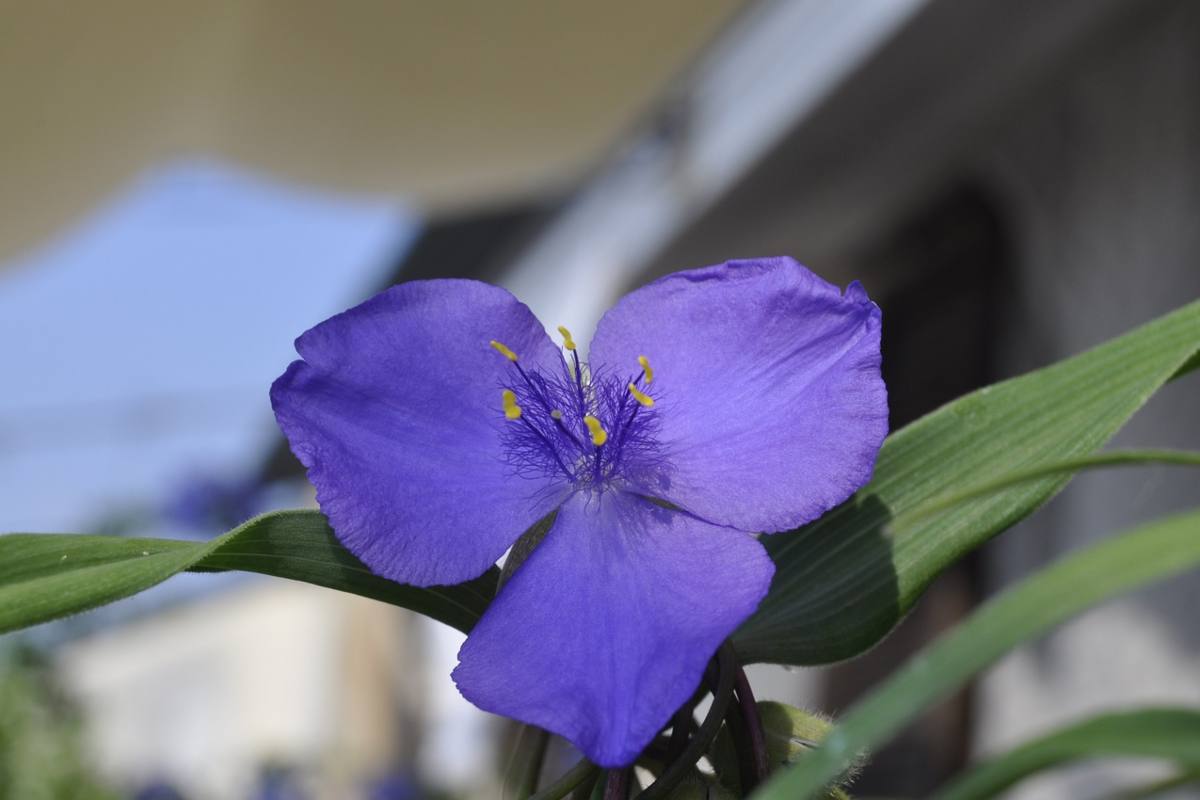 Molti le hanno in casa