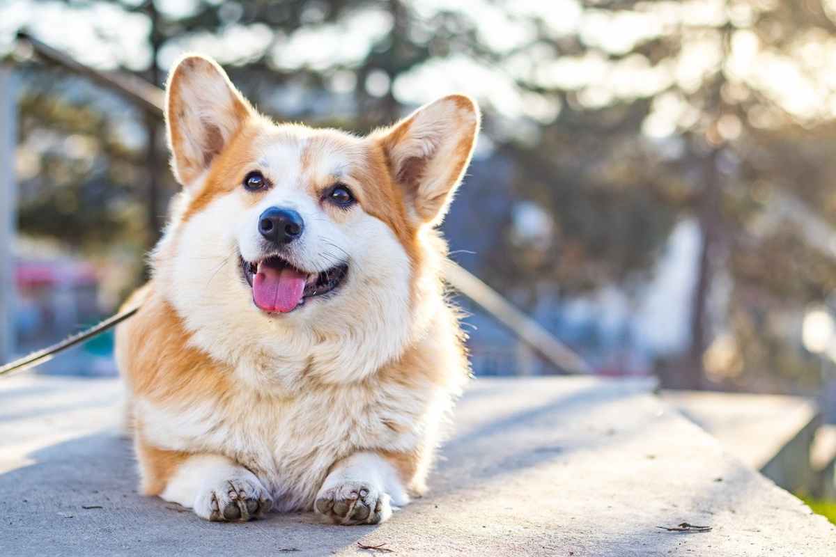 Non immaginerai mai quanto costa il corgi