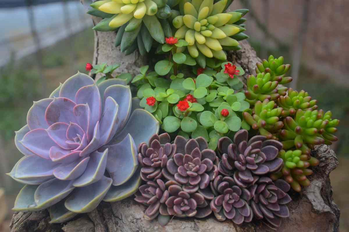 Pochi conoscono queste 3 magnifiche piante grasse