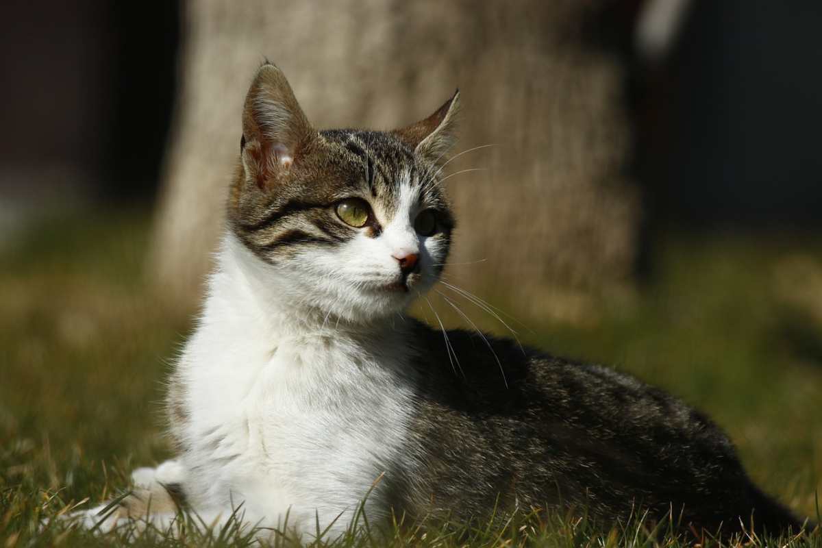 Se ami i gatti e scattargli foto